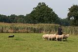 BORDER COLLIE - MOUTONS 017